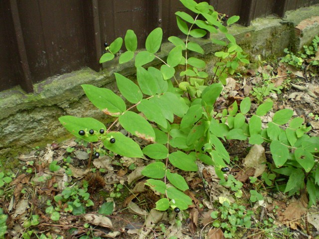 Hypericum androsaemum /Erba di S. Giovanni arbustiva
